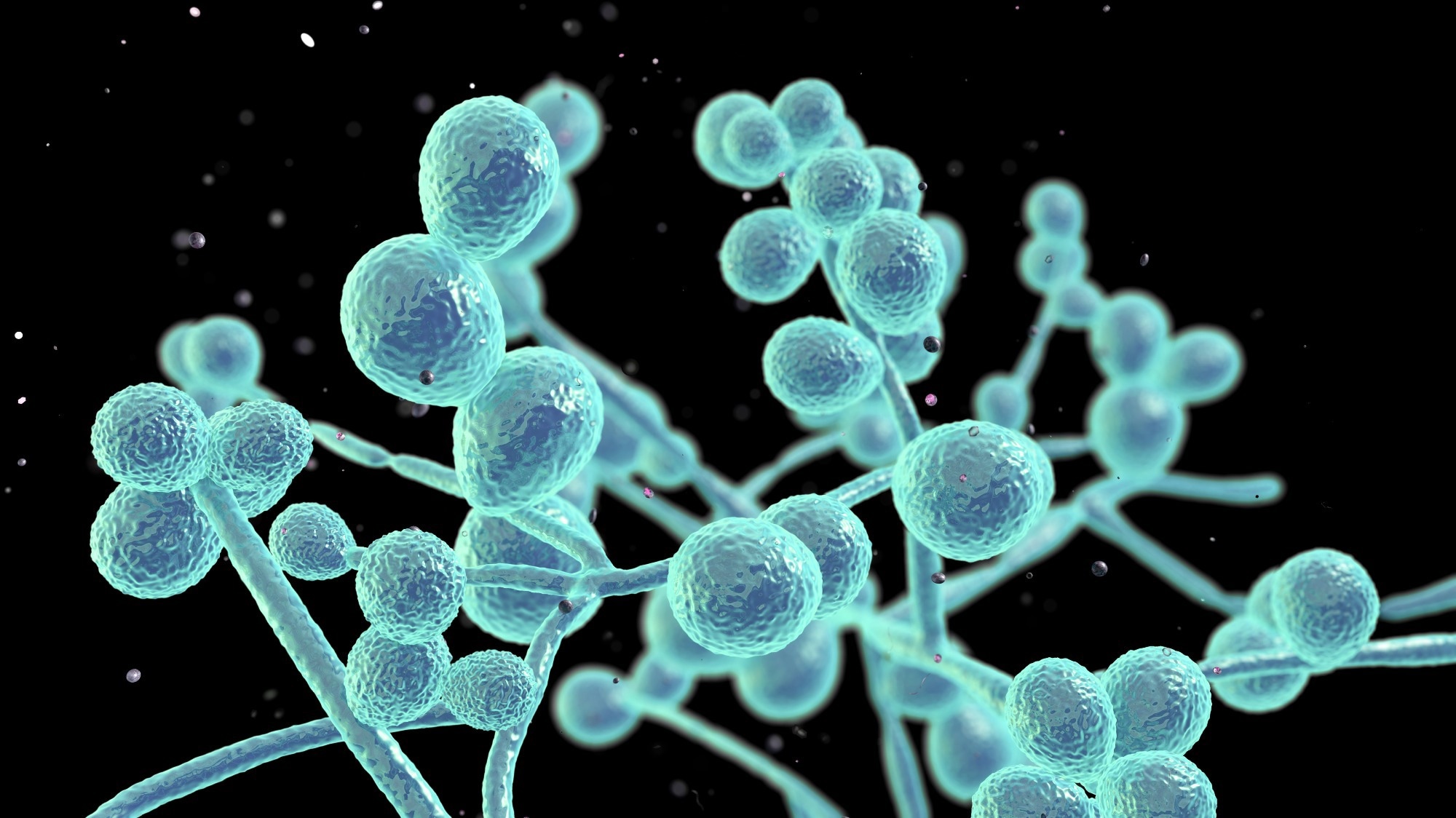 Researchers Review Current Evidence On Candida Auris An Emerging