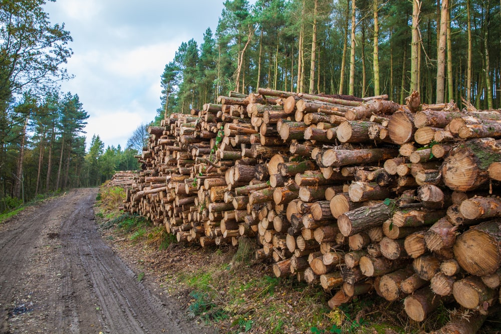 Innovative Wood Products Transforming the Building Industry