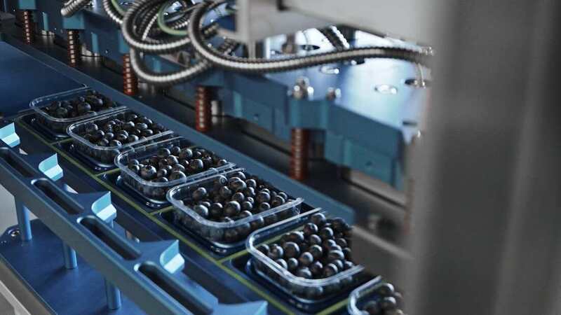 Agricrafters uses DP World’s smart shipping to deliver fresh blueberries Agricrafters uses DP World’s smart shipping to deliver fresh blueberries