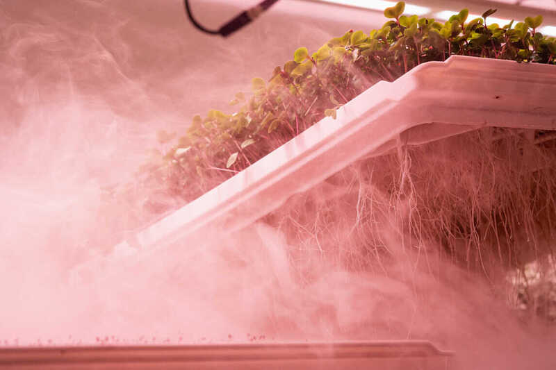 Ro-Gro launches biofortified microgreens