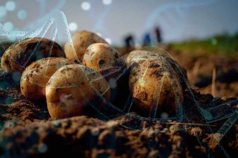 UKRI potato gene editing project aims to revolutionise supply chains