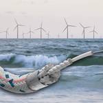 Bekaert Joins Tailwind Floating Wind Moorings Innovation Project