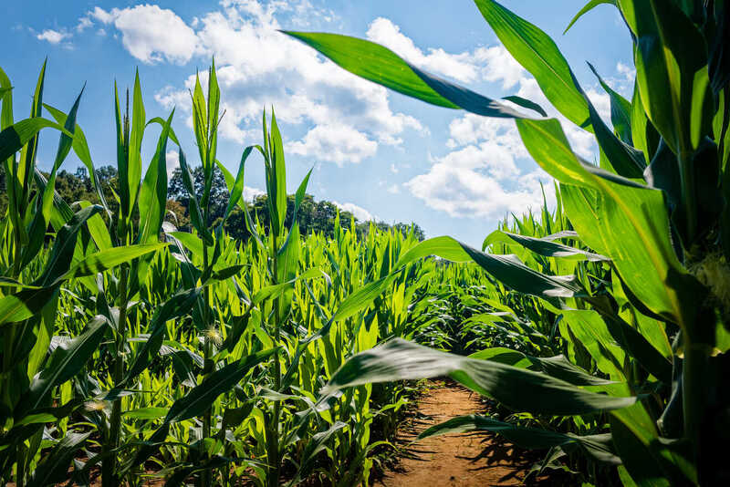 Tate & Lyle named as one of Europe’s Climate Leaders 2024 Tate & Lyle named as one of Europe’s Climate Leaders 2024