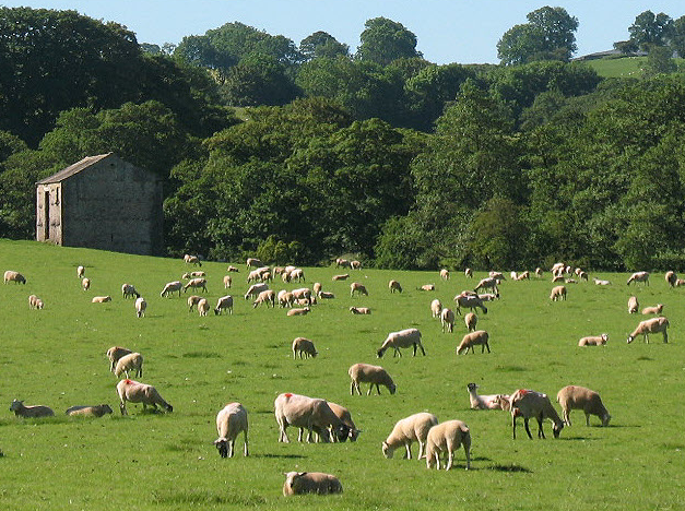 UK exports of sheep meat, dairy, and beef to remain stable despite NZ/EU agreement