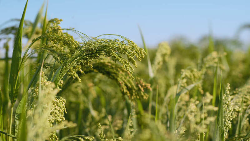 IFF’s Sustainability Brewing Calculator helps reduce brewers’ environmental impact IFF’s Sustainability Brewing Calculator helps reduce brewers’ environmental impact