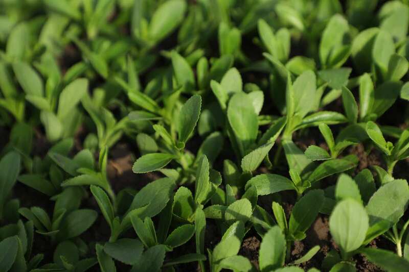 Tate & Lyle introduces cost-effective, premium sweetener