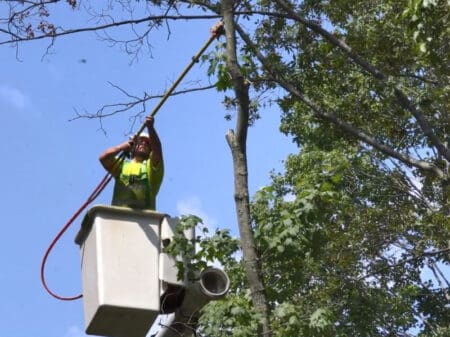 NYSEG, RG&E turn to data for tree management