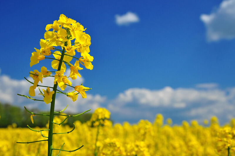 Burcon and Puratos collaborate to develop cutting-edge uses for canola proteins