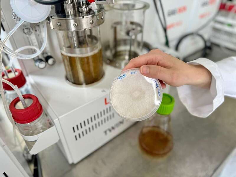 EU project explores the potential for fungal fermentation to produce food protein