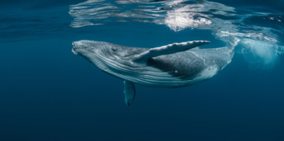 New report sets out a route to transform environmental consenting in UK offshore wind