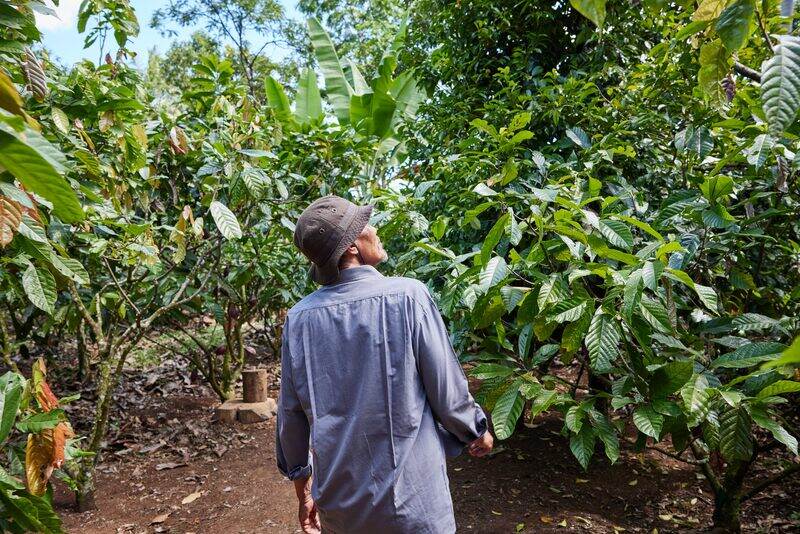 OFI plans to enhance deforestation efforts and drive regenerative targets 