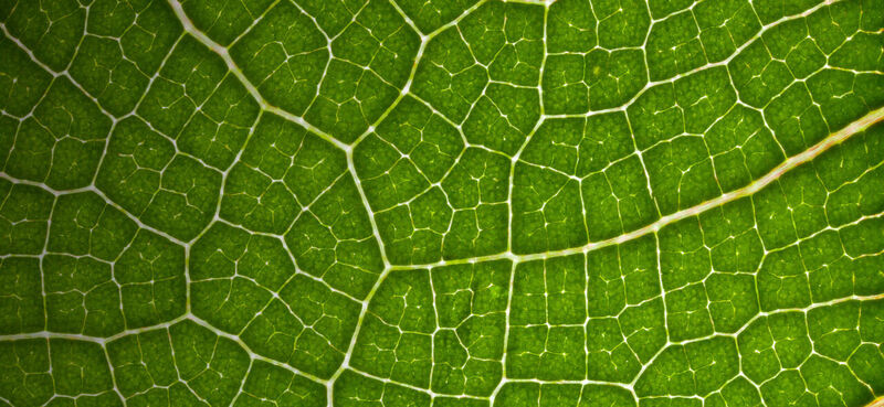 Tate & Lyle and BioHarvest collaboration to pioneer next gen plant-based ingredients