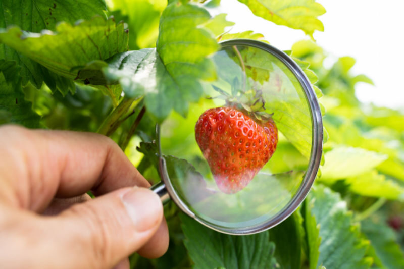 BSI releases new guidelines to combat food fraud and improve food authenticity