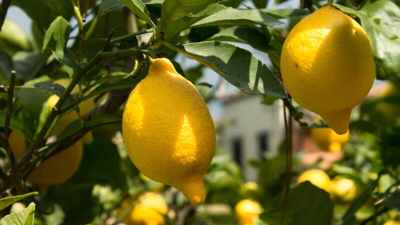 MycoTechnology’s ClearHT natural flavour modifier achieves FEMA GRAS status MycoTechnology’s ClearHT natural flavour modifier achieves FEMA GRAS status