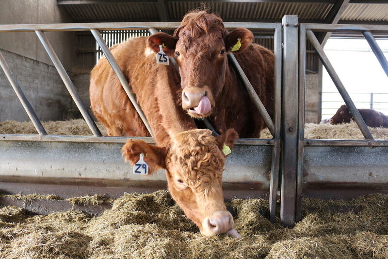 Beef, lamb, milk, and eggs most susceptible to lab-grown competition