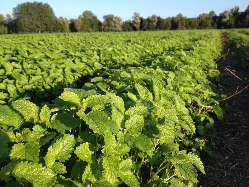 Givaudan introduces ingredient for stress management