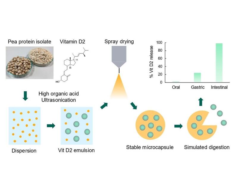 Xampla’s plant protein microcapsules could revolutionise how vitamins and nutrients are delivered in everyday foods