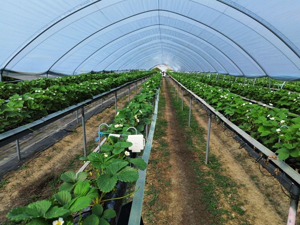 Dole UK and AgriSound’s pollination technology study to redefine fruit production