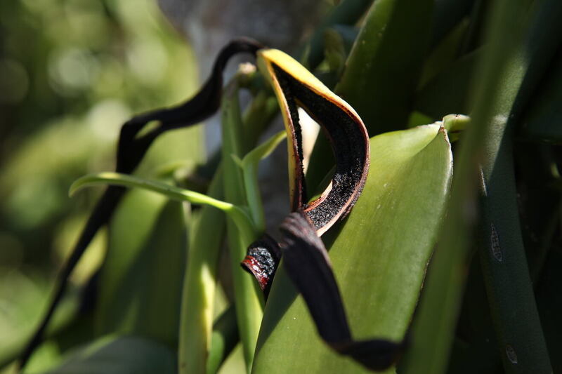 Givaudan introduces Rainforest Alliance Certified vanilla extracts for the European market