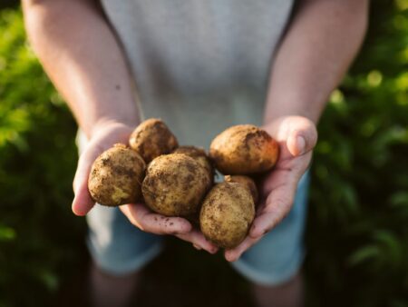 Flexibility for potatoes: PepsiCo helps stabilise the Dutch power grid