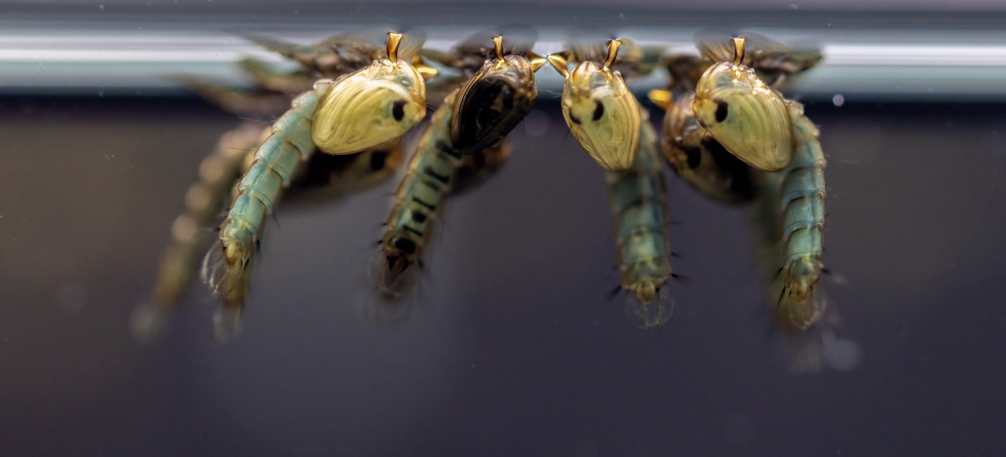 Gene-edited mosquitoes slash malaria spread 93% using self-propagating shield