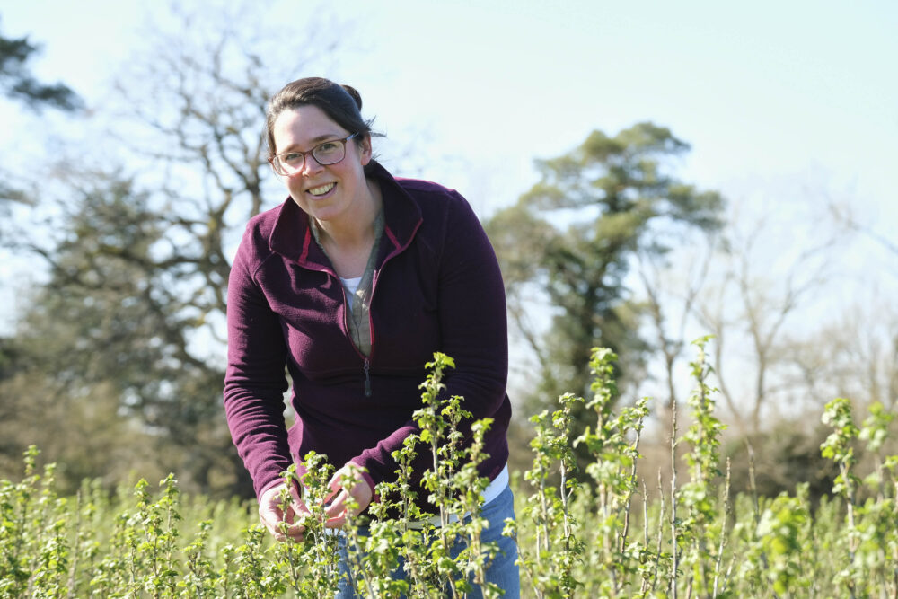 Suntory Beverage and Food GB&I pours £920,000 into blackcurrant development
