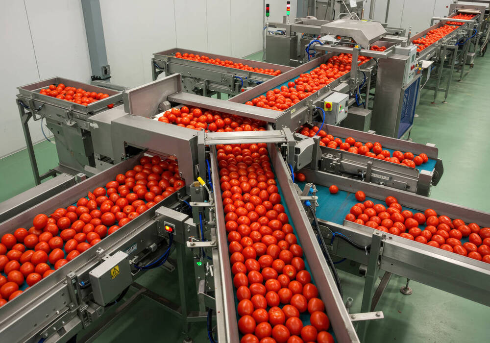Conserve Italia in major push with tomato processing programme