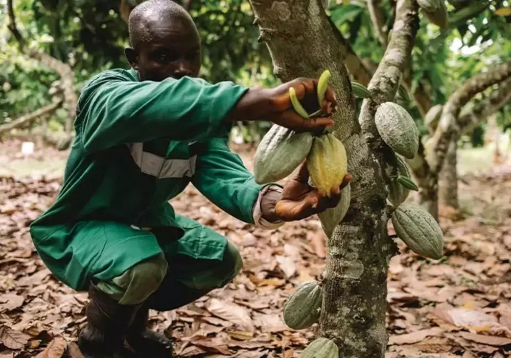 Nestlé’s breakthrough technique aims to redefine cocoa production potential