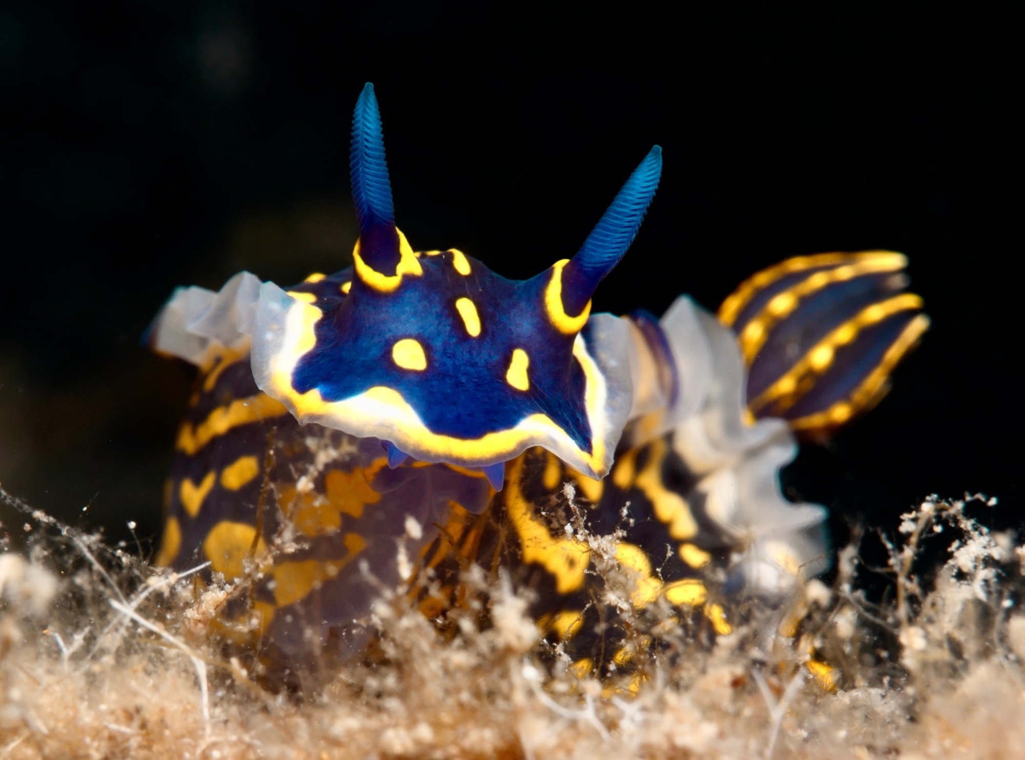 Nudibranchs (sea slugs) emerge as a promising source of cancer drugs