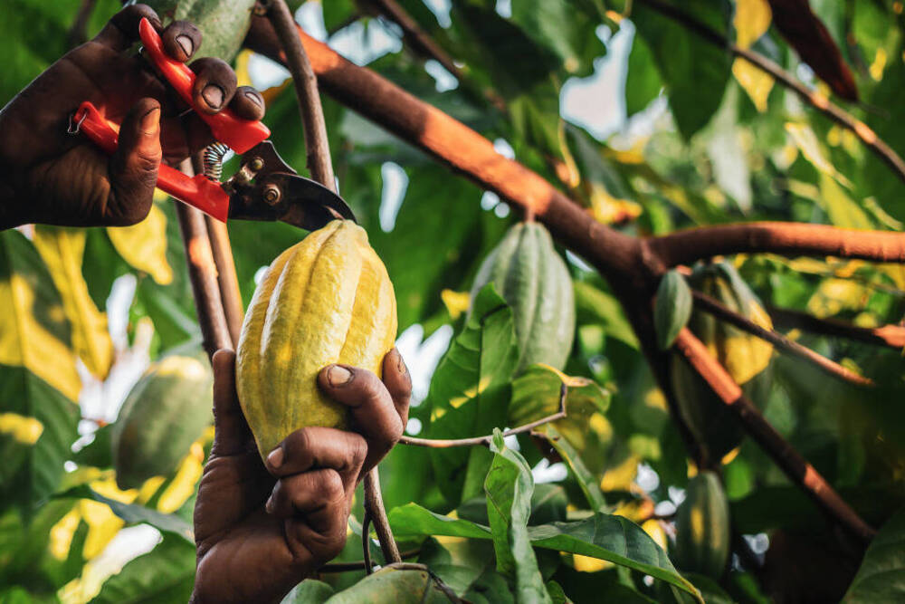 Pairwise’s gene editing platform empowers Mars to improve crops for supply chain