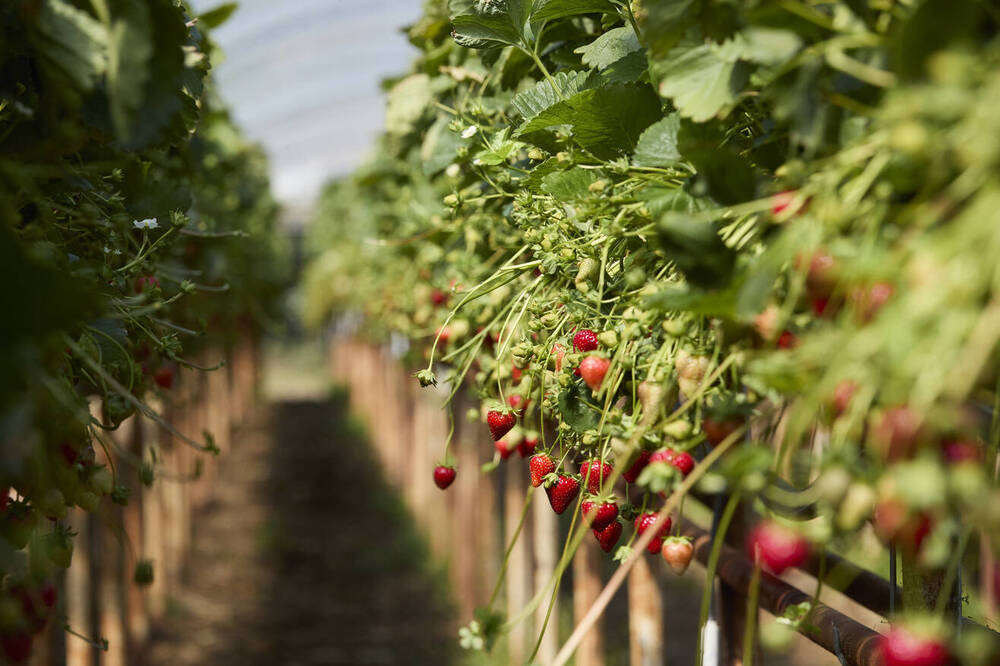 British berry growers spotlight sustainability breakthroughs in 2025 industry report