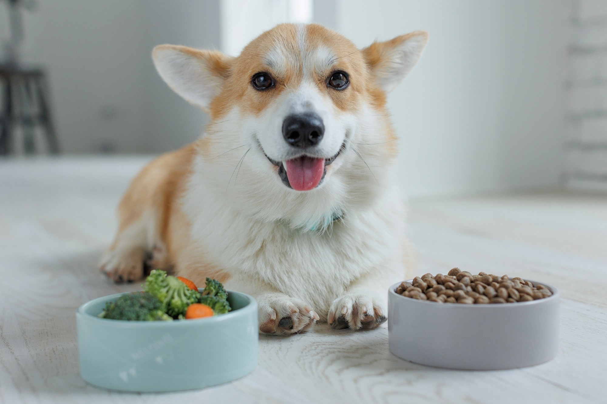 Plant-based dog food cuts environmental impact by over 90% vs. red meat