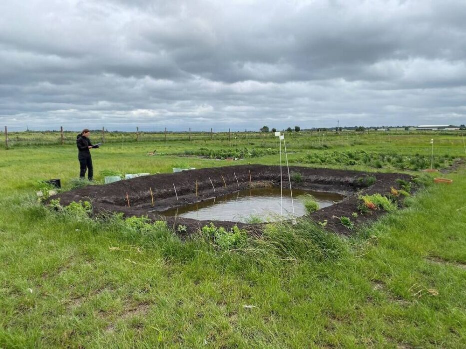 UK scientists and farmers trial nine rice varieties in Cambridgeshire Fens