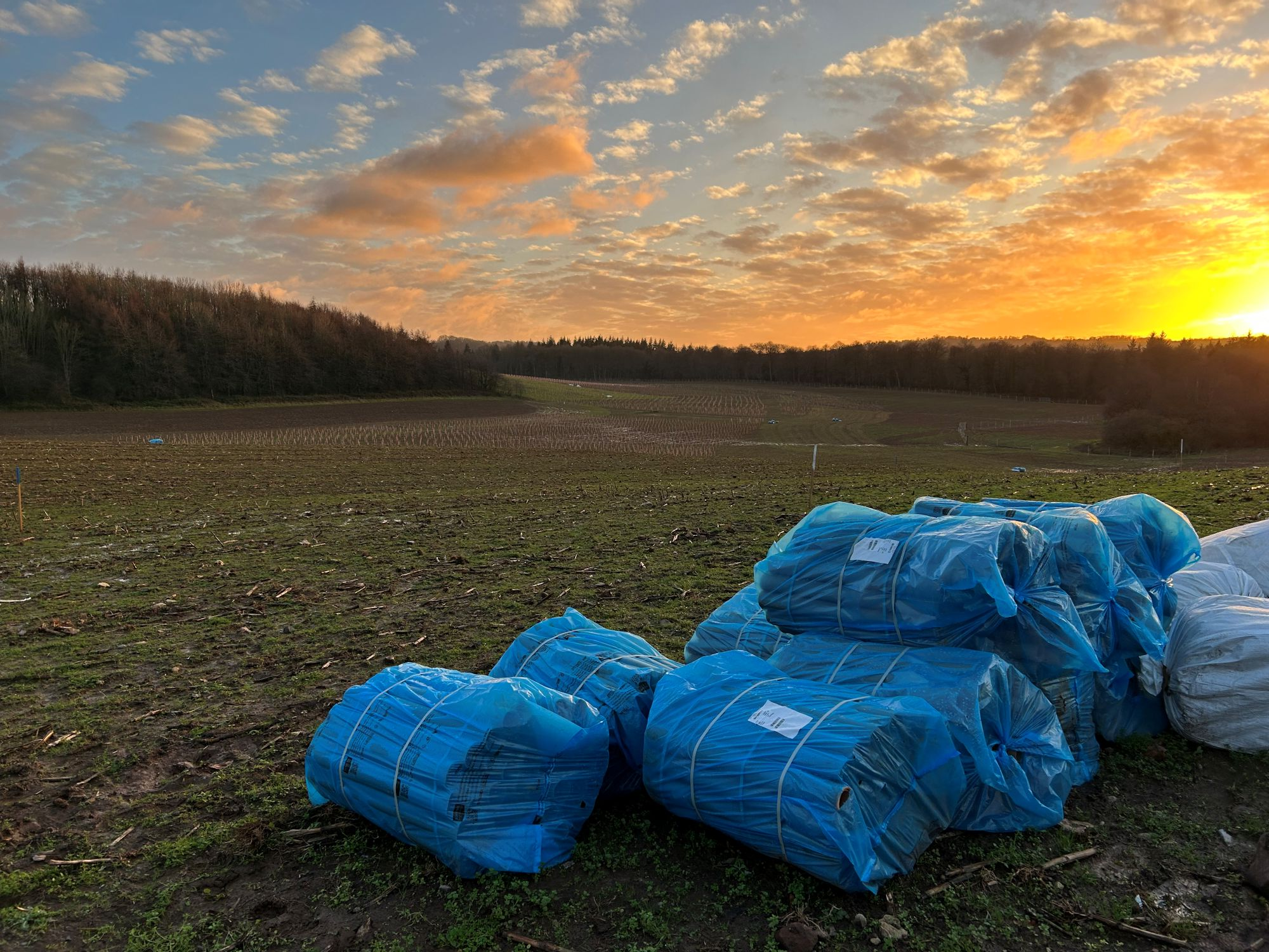 Tubex launches biodegradable nature easysleeve for hedge and small-scale planting protection